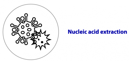 Nucleic acid extraction Nucleic acid extraction
